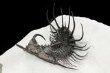 New Trilobite Species (Affinities to Quadrops) - Very Large! #86536-3